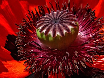 Selective Focus Photo of Red Poppy Flower