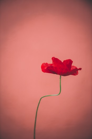 Selective Focus Photo of Red Poppy Flower in Bloom