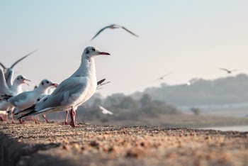 Selective Focus Photo of Seabirds