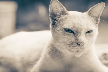 Selective Focus Photo of Short-fur Cat