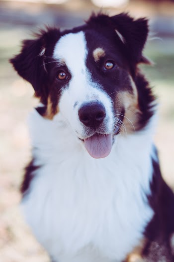 Selective Focus Photo of Sitting Australian Collie