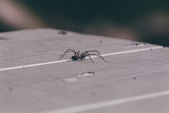 Selective Focus Photo of Spider
