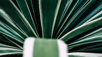 Selective Focus Photo of Succulent Plant