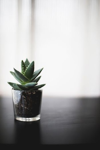 selective focus photo of succulent plant on black surface