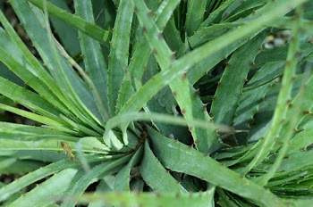 Selective Focus Photo of Succulent Plants