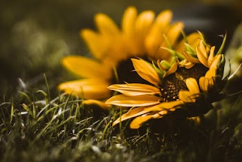 Selective Focus Photo Of Sunflower