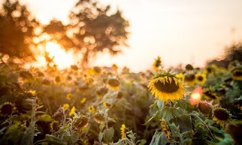 Selective Focus Photo of Sunflowers