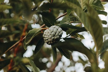 Selective Focus Photo of Sweetsop