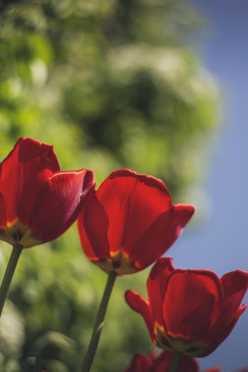 Selective Focus Photo of Three Red Rose Flowers