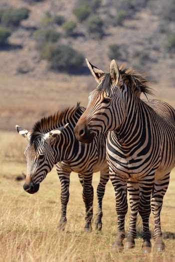 Selective Focus Photo of Two Zebras on Brown Grass