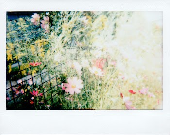Selective Focus Photo of Variety of Flowers