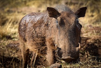 Selective Focus Photo of Warthog