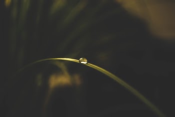 Selective Focus Photo Of Water Drop