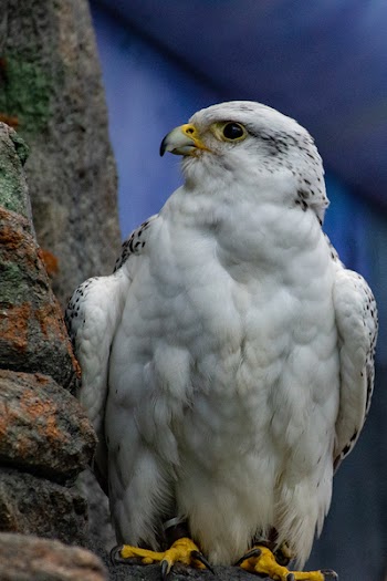 Selective Focus Photo of White and Black Hawk Perching on Gray Concrete Pavement