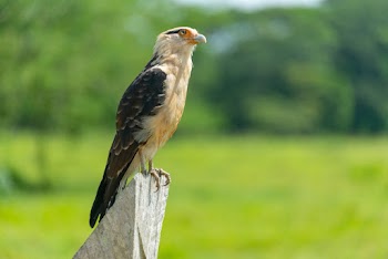 Selective Focus Photo of White and Brown Bird