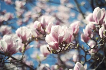 Selective Focus Photo of White-and-pink Petaled Flowers