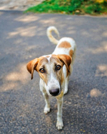 Selective Focus Photo of White and Tan Dog
