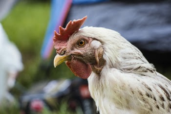 Selective Focus Photo of White Chicken