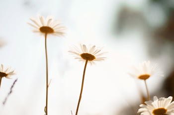 Selective Focus Photo of White Daffodil