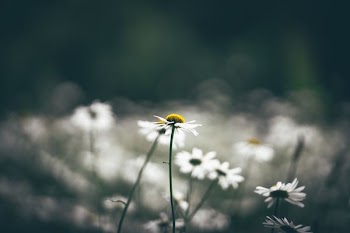 selective focus photo of white daisy