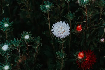 Selective Focus Photo of White Flower