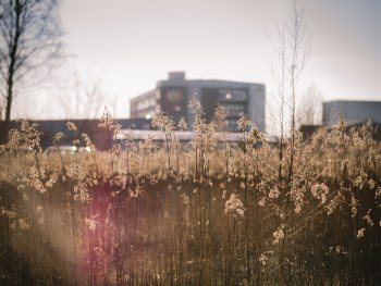 Selective Focus Photo of White Flower Filed Near City