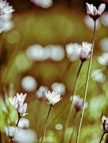 Selective Focus Photo of White Flowers