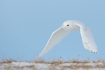 selective focus photo of white owl during daytime