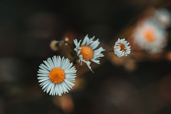 Selective Focus Photo of White Petaled Bellis Flowers