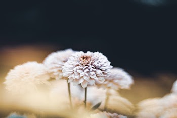 Selective Focus Photo of White Petaled Flower