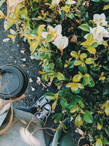 Selective Focus Photo of White-petaled Flowers