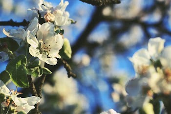 Selective Focus Photo of White Petaled Flowers