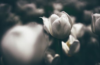 selective focus photo of white rose flower