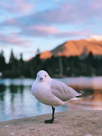 Selective Focus Photo Of White Seagull 