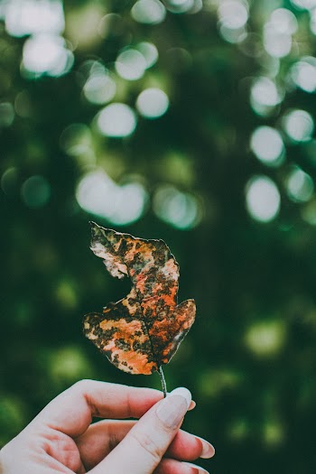 Selective Focus Photo of Woman's Hand Holding Out a Dry Leaf