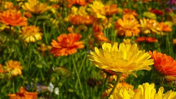 Selective Focus Photo of Yellow and Orange Petaled Flower Field