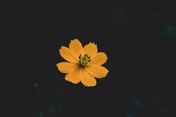 Selective Focus Photo of Yellow Cosmos Flower