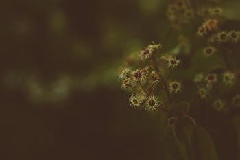 selective focus photo of yellow flowers
