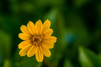 Selective Focus Photo of Yellow Petaled Flower