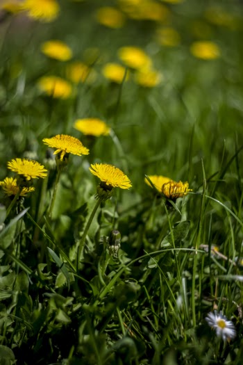 Selective Focus Photo of Yellow Petaled Flower