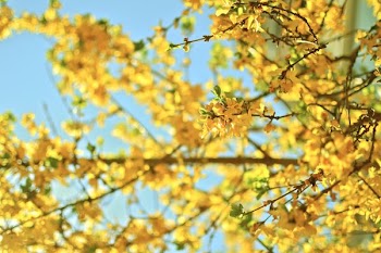 selective focus photo of yellow petaled flower