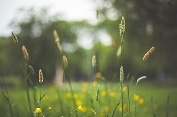 selective focus photo of yellow petaled flowers