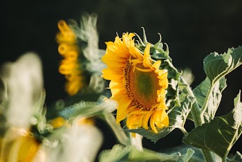 Selective Focus Photo of Yellow Sunflower
