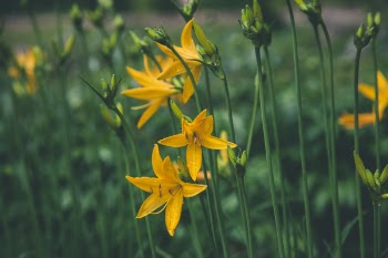 Selective Focus Photo Ofyellow Lilies