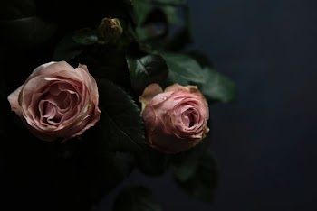 selective focus photo two pink roses