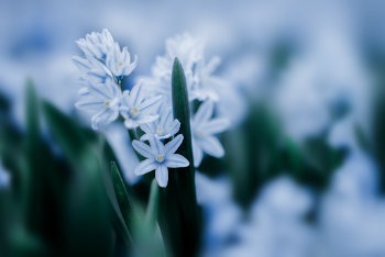 Selective Focus Photogoraphy of White Petal Flowers With Green Sword Leaf