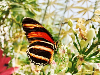 Selective Focus Photograph of Black and Yellow Butterfly