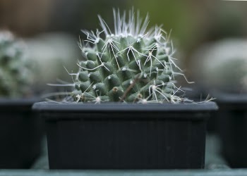 Selective Focus Photograph of Cactus Plant on Black Pot