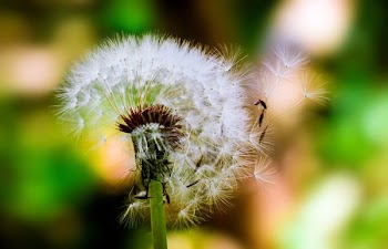 Selective Focus Photograph of Dandelion