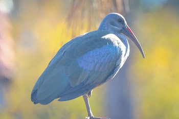 Selective Focus Photograph of Gray and Green Bird